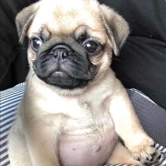 Meet your Posher, Astrida - Picture 1 of 1